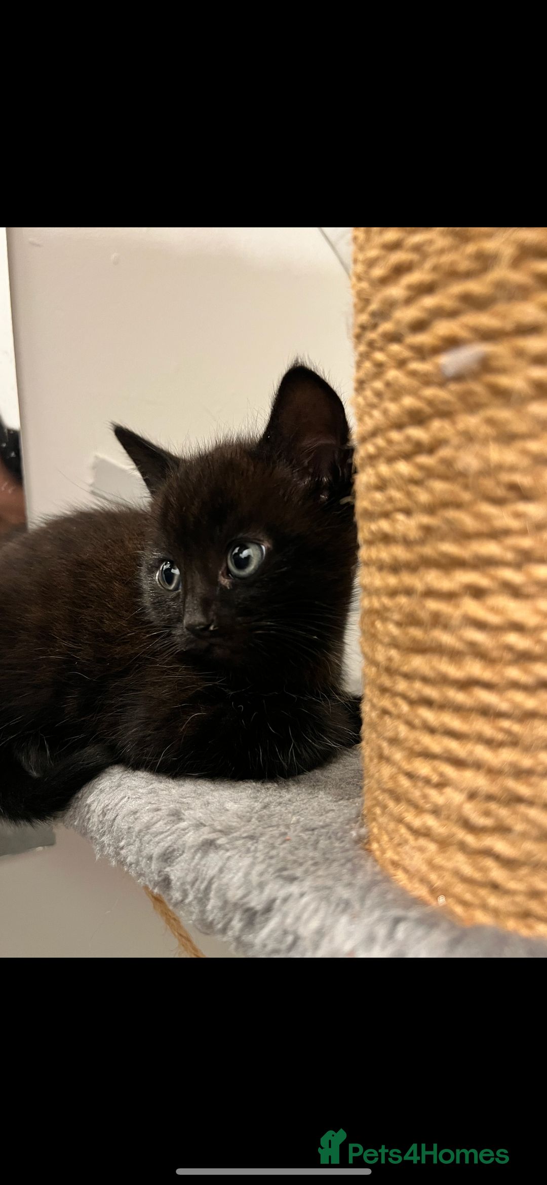 Mixed Breed cats for sale: Tabby kittens for sale🐈‍⬛🐈 - Image 4