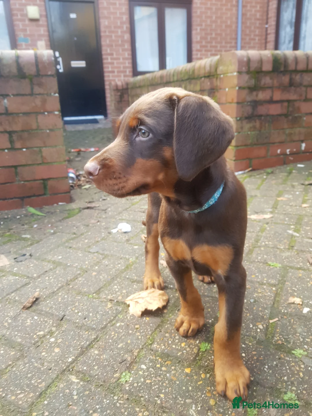 Dobermann dogs for stud: Proven Euro Doberman Stud in London - Advert 19