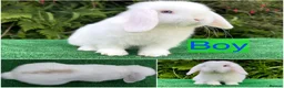 Mini Lop rabbits for sale: Baby mini lops ready now  - Advert 4