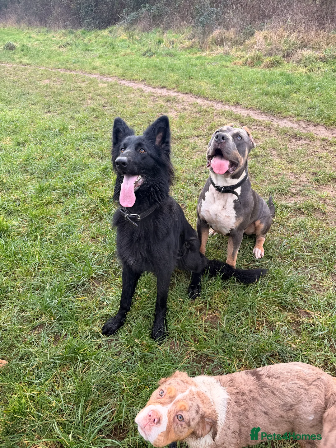 German Shepherd dogs for sale: German Shepard - Advert 1