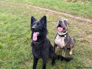 German Shepherd dogs German Shepard - Advert 2