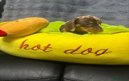 Dachshund dogs for sale: Miniature Dachshund pups £1000 - Image 14