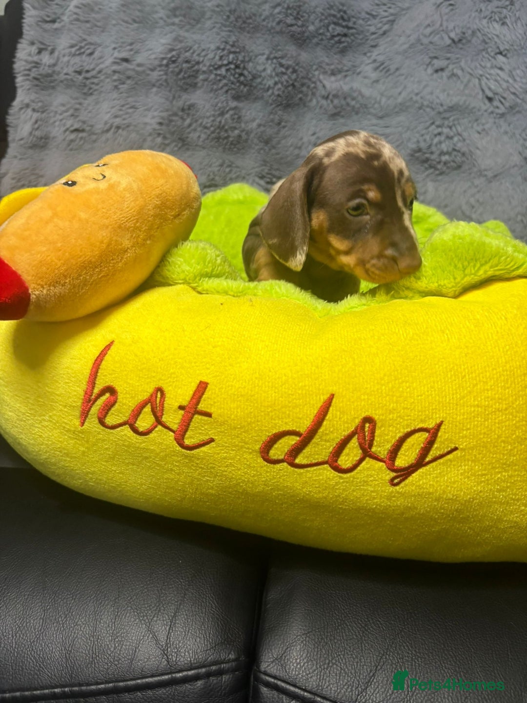 Dachshund dogs for sale: Miniature Dachshund pups £1000 - Image 14