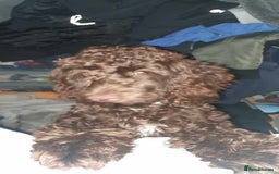 Cockapoo dogs for sale: Mother and father are both certified service dogs. - Image 2