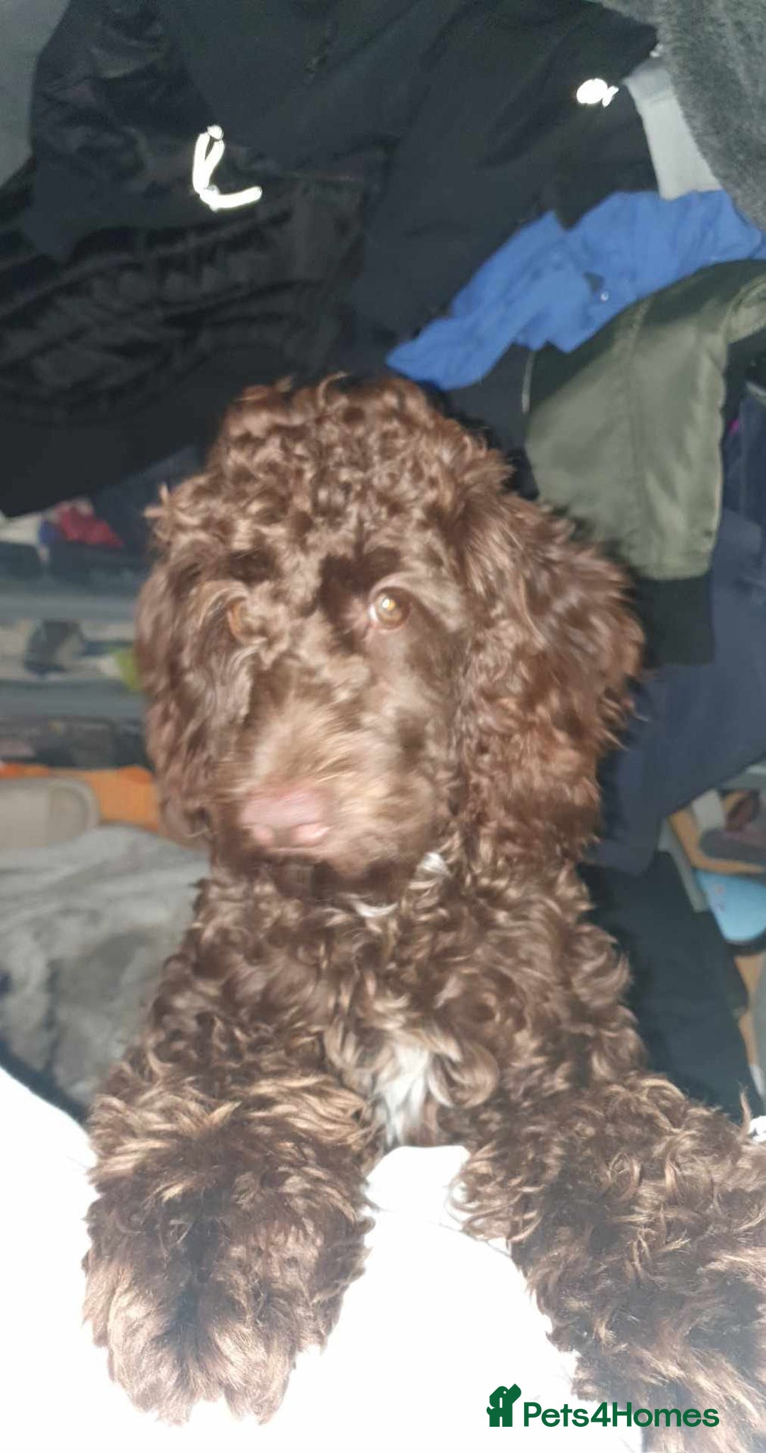 Cockapoo dogs for sale: Mother and father are both certified service dogs. - Image 2