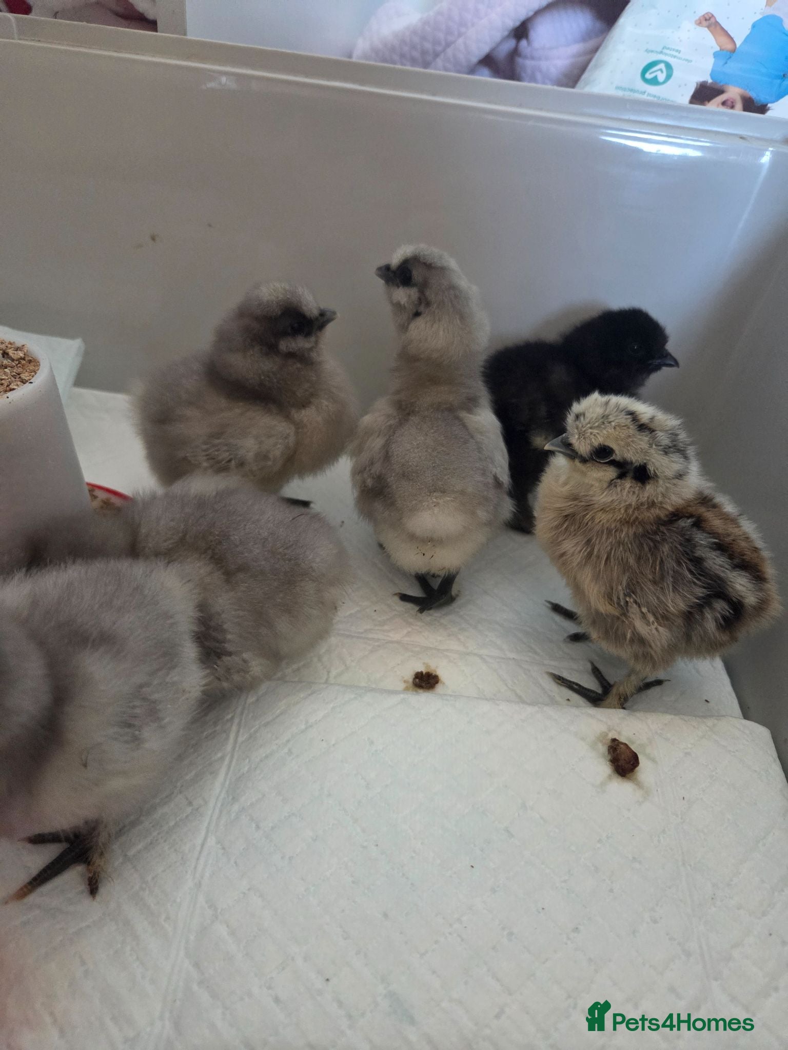 Chickens poultry 6 silkie chicks - Advert 2