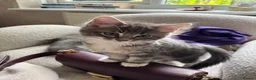 Mixed Breed cats for sale: 3 Gorgeous Kittens left 🤍 - Advert 3