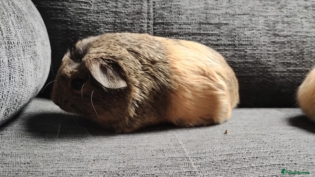 Guinea Pig rodents for sale: Cute pair boy guinea pigs  - Image 7