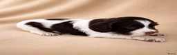Cocker Spaniel dogs for sale: Chocolate Merle spaniels  - Advert 4