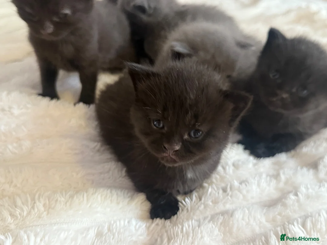 Mixed Breed cats for sale: Kittens in Bexhill-on-Sea - Advert 4