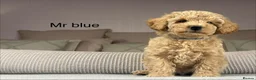 Maltipoo dogs for sale: GORGEOUS MALTIPOOS. BOYS ONLY - Advert 25