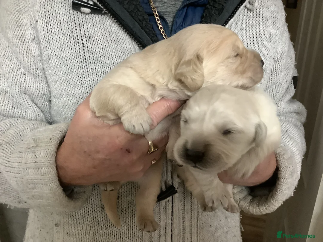 Golden Retriever dogs for sale: Golden retriever puppies - Advert 2