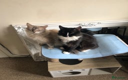 Ragdoll cats for sale: Two Ragdolls. Mom and Son. Ready for new home. - Image 23