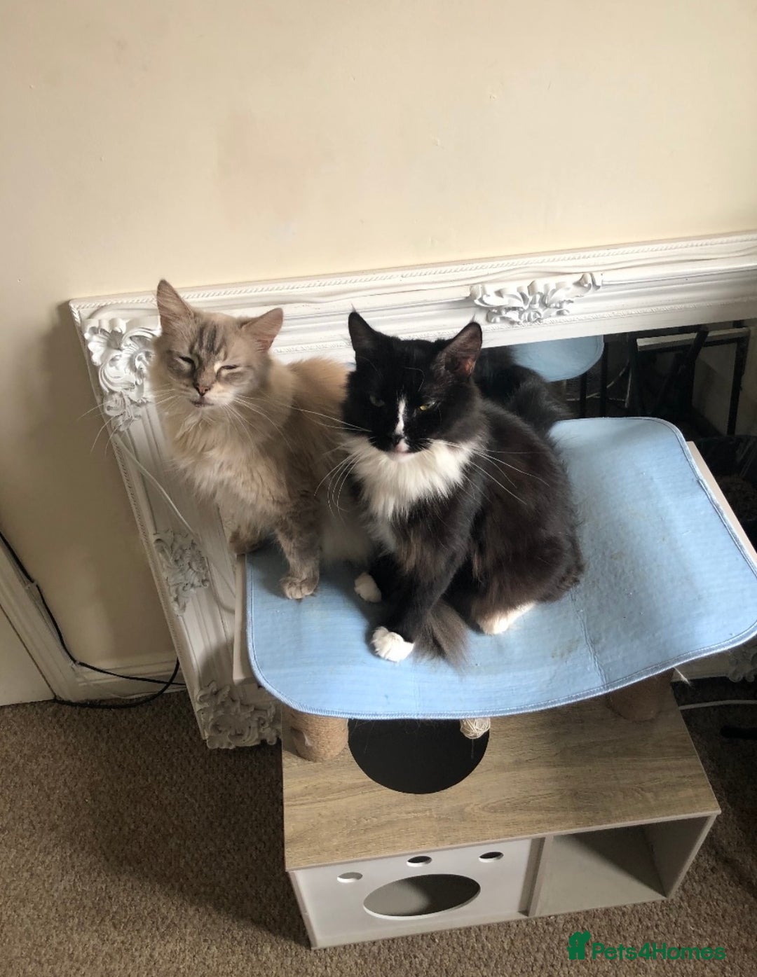 Ragdoll cats for sale: Two Ragdolls. Mom and Son. Ready for new home. - Image 23