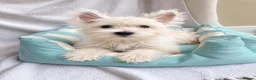 West Highland Terrier dogs for sale: West highland white terriers ⭐️ 3 boys ⭐️ - Advert 3