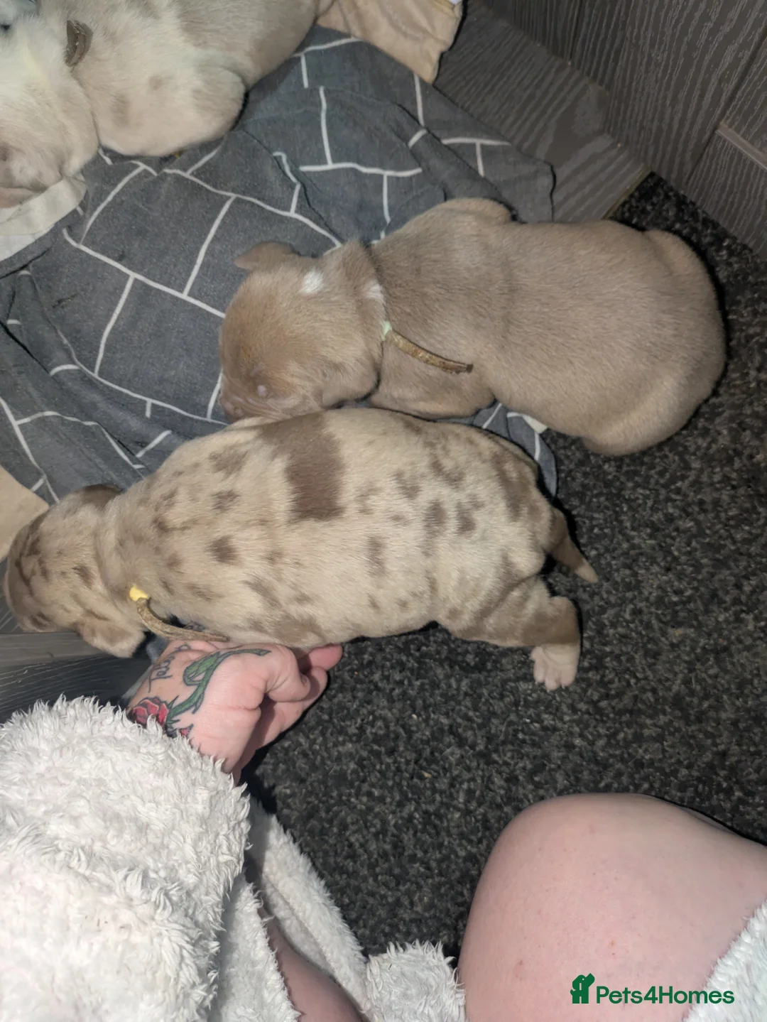Mixed Breed dogs for sale: Shar pei X bully  - Advert 2