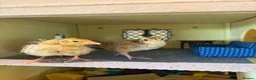 Quail poultry for sale: Week old Japanese quail chicks - Advert 7