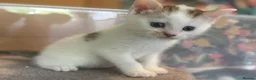Mixed Breed cats for sale: Gorgeous Kittens Looking for Loving Homes - Advert 30