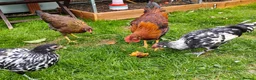 Chickens poultry for sale: Chickens For Sale Peterborough  - Advert 8