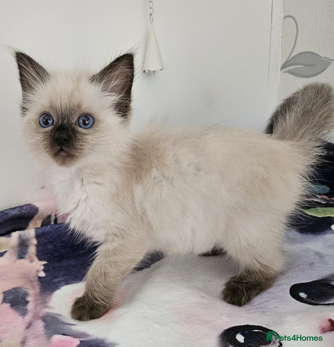 Ragdoll cats for sale: GCCF registered exclusive quality kittens - Image 11