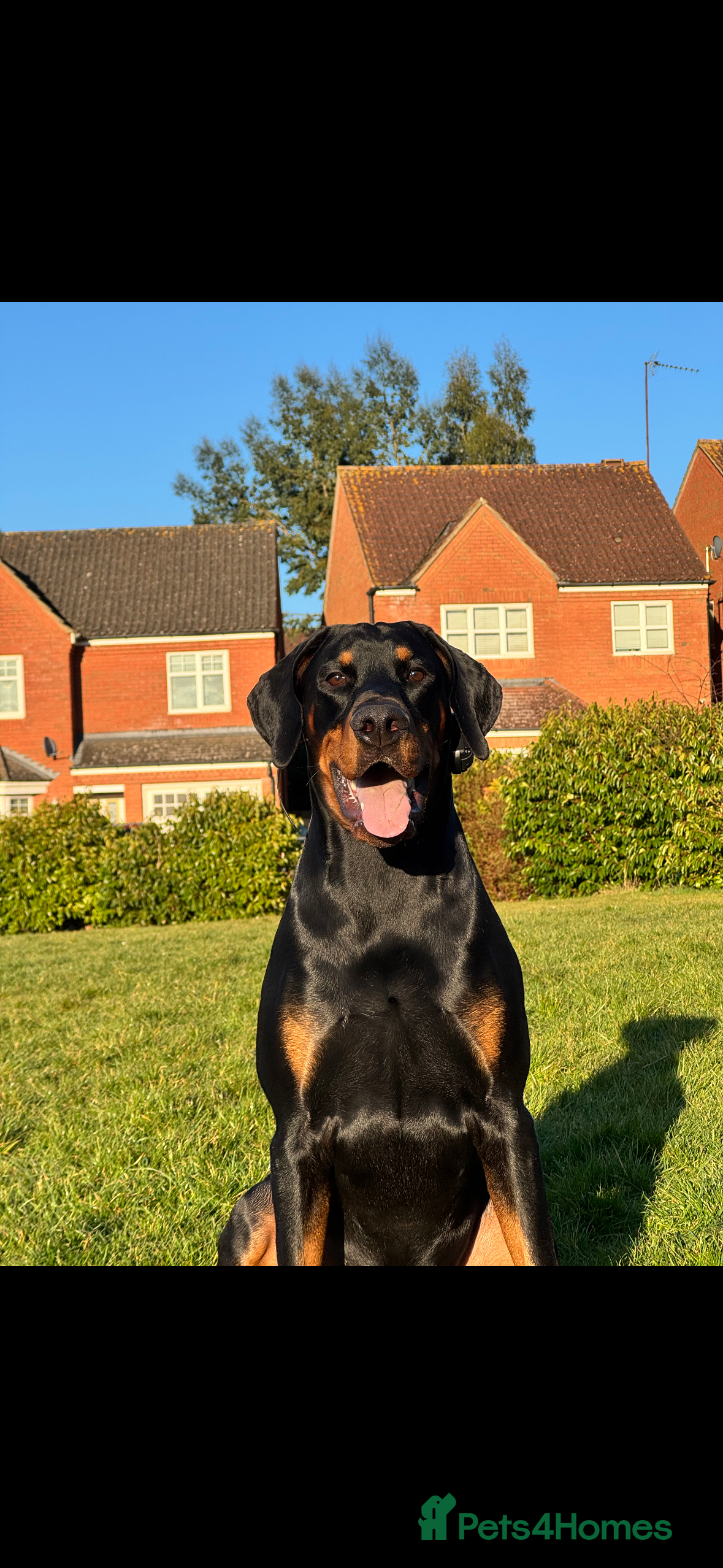Dobermann dogs Stud  in Corby - Advert 17