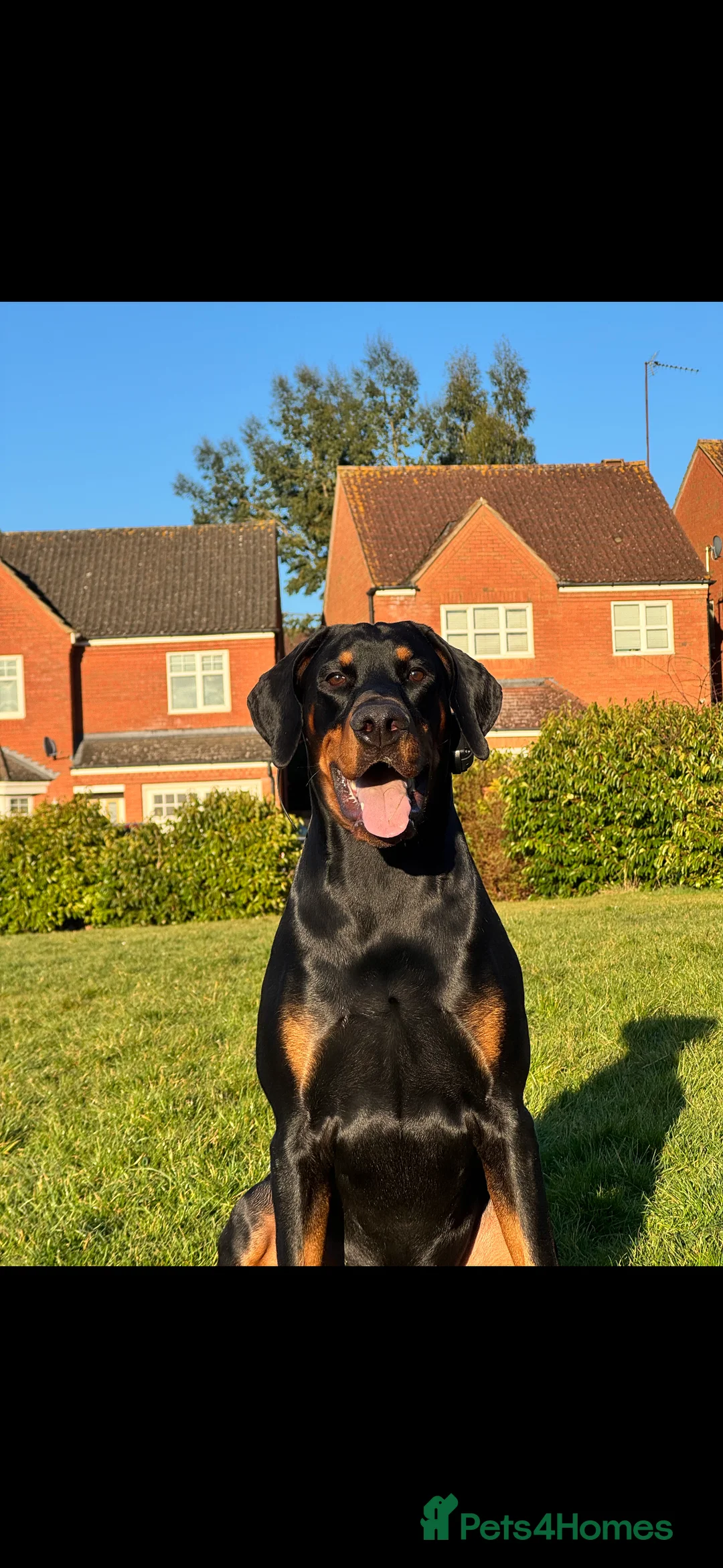 Dobermann dogs for stud: Stud  in Corby - Advert 1