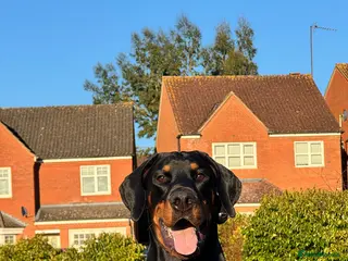 Dobermann dogs Stud in Corby - Advert 17