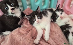Mixed Breed cats for sale: British short hair cross  - Image 11