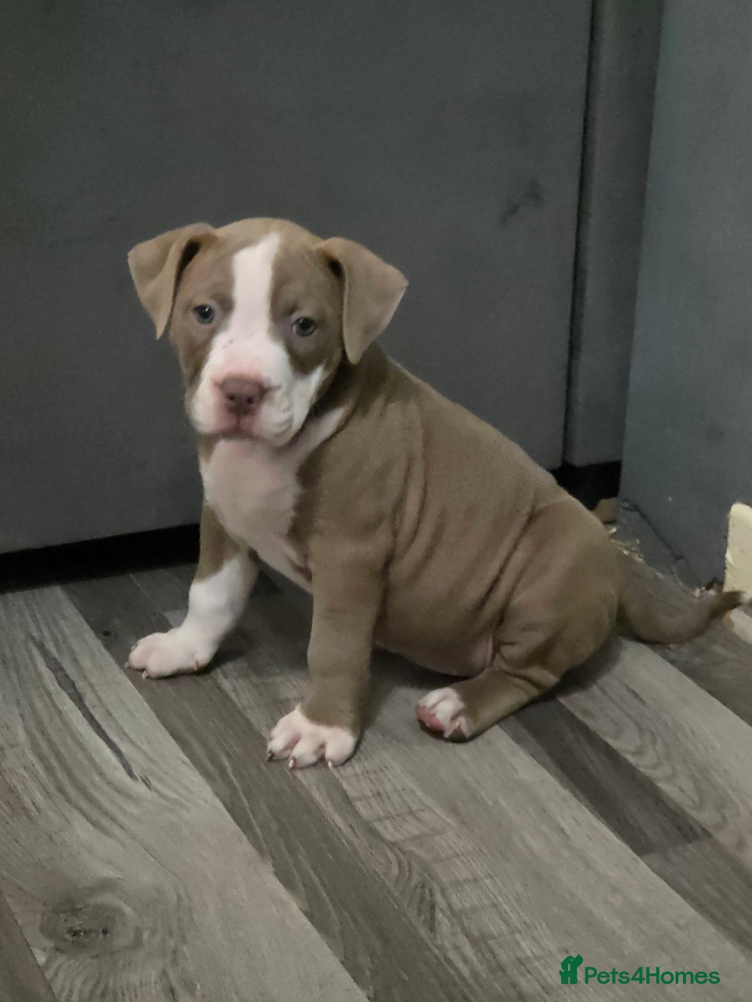 Mixed Breed dogs for sale: Old english bulldog cross american bulldog 😍❤️  - Advert 35