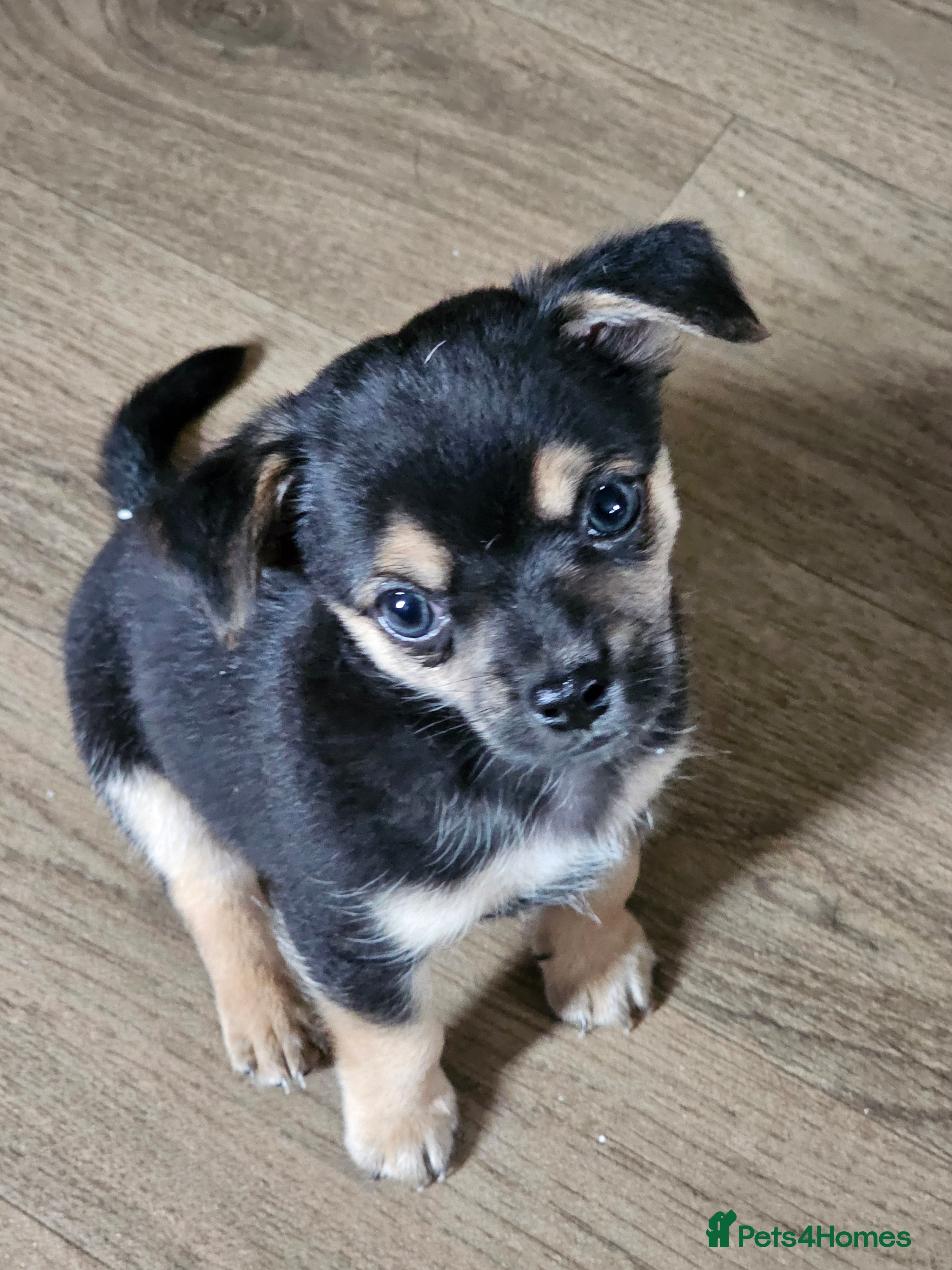 Chihuahua dogs Chihuahua  - Advert 5