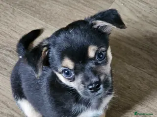 Chihuahua dogs Chihuahua - Advert 5