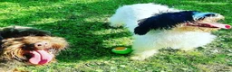 Cockapoo dogs for sale: 7 x F2 cockerpoo puppies 4 boys 3 girls - Advert 13