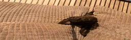 Miniature Dachshund dogs for sale: Little otis  in Mirfield - Advert 2