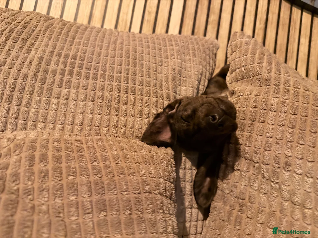 Miniature Dachshund dogs for sale: Little otis  in Mirfield - Advert 2