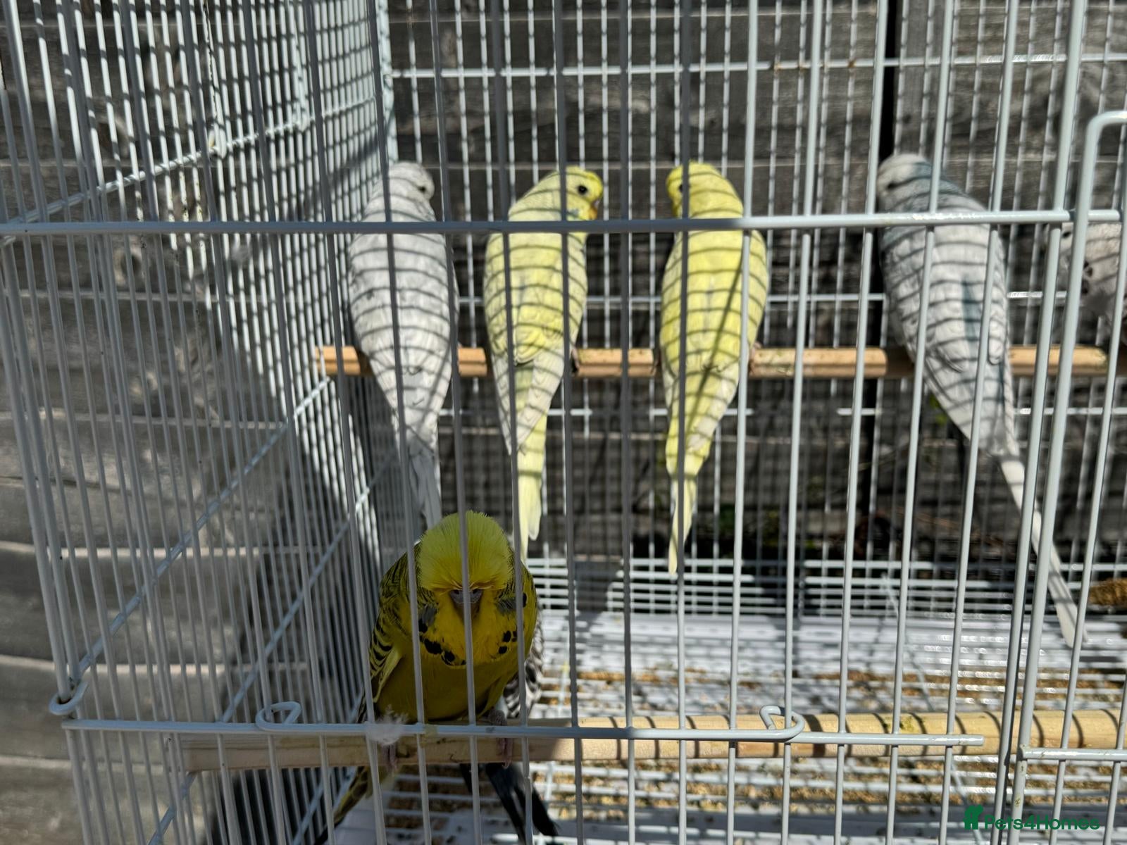 Budgerigars birds 10 Budgies - Advert 2