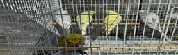 Budgerigars birds for sale: 10 Budgies - Advert 1