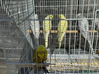 Budgerigars birds 10 Budgies - Advert 3