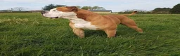 Alapaha Blue Blood Bulldog dogs for sale: Stunning Male IABBR Alapaha puppies - Advert 7