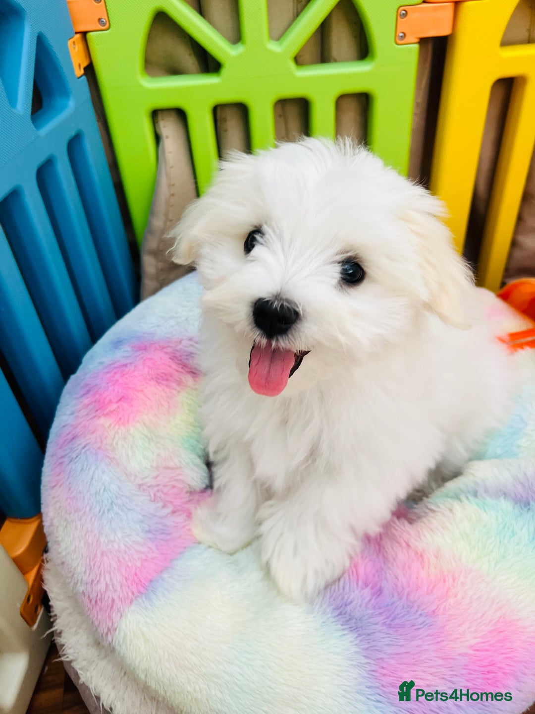 Maltese dogs for sale: For sale - Image 9