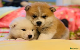 Japanese Akita Inu dogs for stud: KC Japanese Akita Inu Stud - Image 5