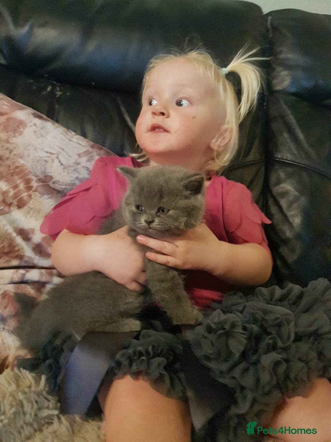 British Shorthair cats for sale: BSH blue Pedigree kittens - Image 5