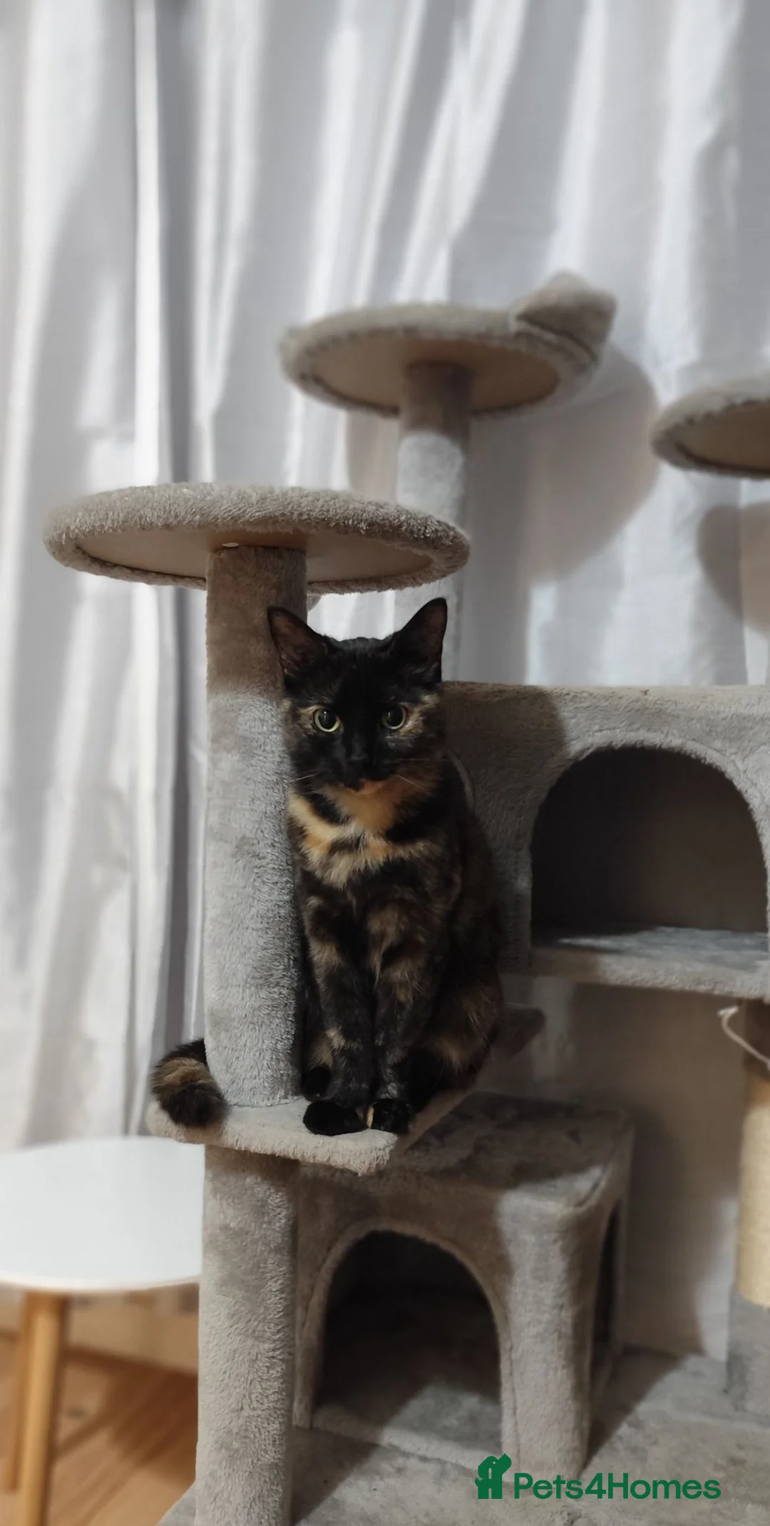 Mixed Breed cats for sale: Beautiful kittens looking for loving forever homes - Advert 1