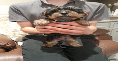 Yorkshire Terrier dogs - Advert 3