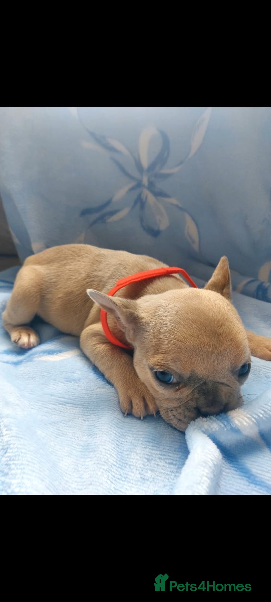 French Bulldog dogs for sale: French bulldog puppies  - Image 4