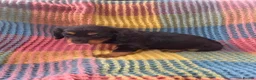Mixed Breed dogs for sale: Dachshund/terrier puppies  - Advert 5