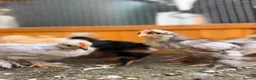 Chickens poultry for sale: Pekin bantams - Advert 17