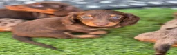 Miniature Dachshund dogs for sale: Long haired miniature Dachshund  - Advert 1