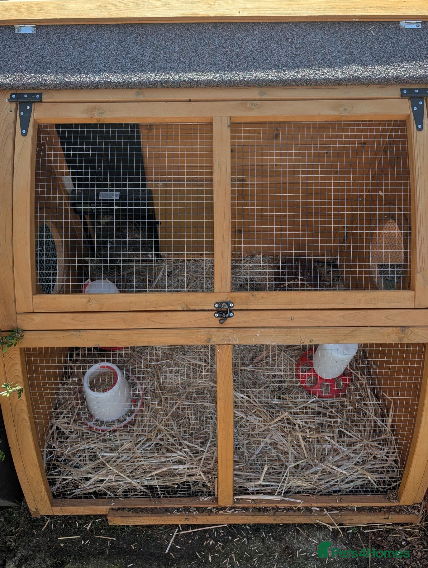 Quail poultry Full set up for quails. Including 7 young female  - Advert 3