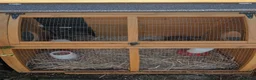 Quail poultry for sale: Full set up for quails. Including 7 young female  in Barnsley - Advert 1