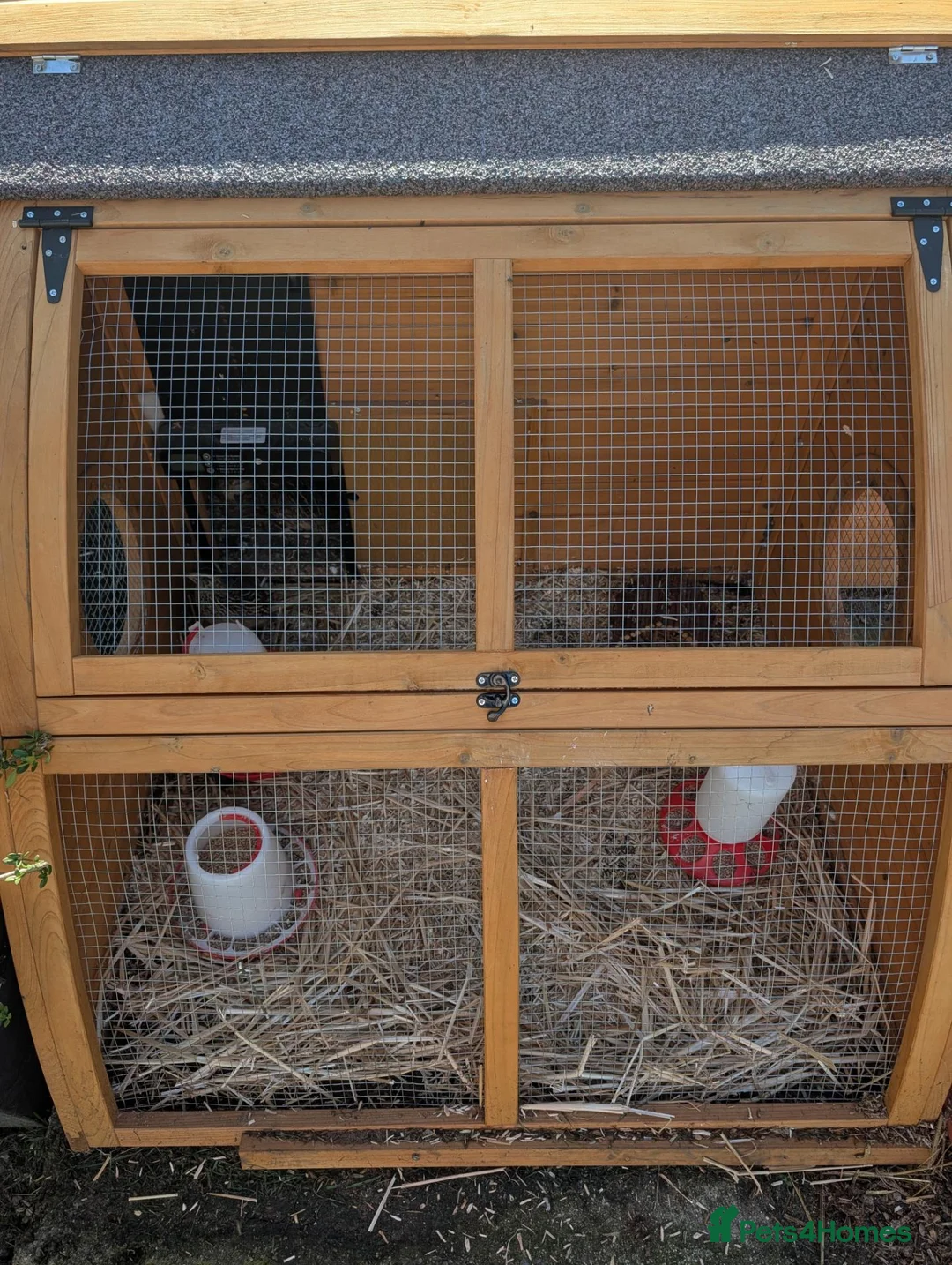 Quail poultry for sale: Full set up for quails. Including 7 young female  in Barnsley - Advert 1